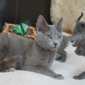 Olśniewające kocięta rosyjskie niebieskie... szczegóły na WhatsApp: +447490124950