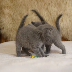 Olśniewające kocięta rosyjskie niebieskie... szczegóły na WhatsApp: +447490124950