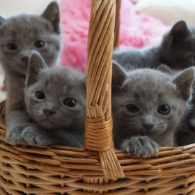 Olśniewające kocięta rosyjskie niebieskie... szczegóły na WhatsApp: +447490124950