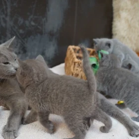 Olśniewające kocięta rosyjskie niebieskie... szczegóły na WhatsApp: +447490124950