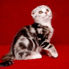 Kocięta Scottish Fold. Szczegóły na WhatsApp: +447490124950