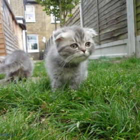 Kocięta Scottish Fold. Szczegóły na WhatsApp: +447490124950