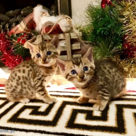Oszałamiające kocięta bengalskie w kolorze rozetowym. Szczegóły na WhatsApp: +447490124950