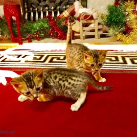 Oszałamiające kocięta bengalskie w kolorze rozetowym. Szczegóły na WhatsApp: +447490124950