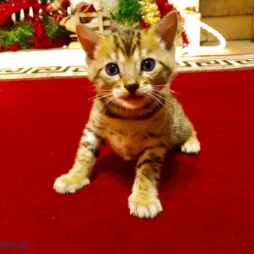 Oszałamiające kocięta bengalskie w kolorze rozetowym. Szczegóły na WhatsApp: +447490124950