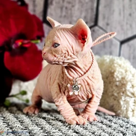 Piękne kocięta rasy sfinks niebieskookie: +447490124950