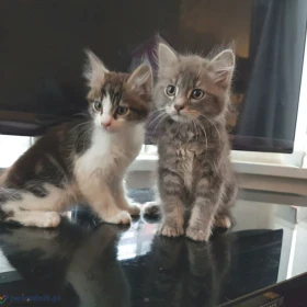 Kocięta Maine Coon z rodowodem. Szczegóły na WhatsApp: +447490124950