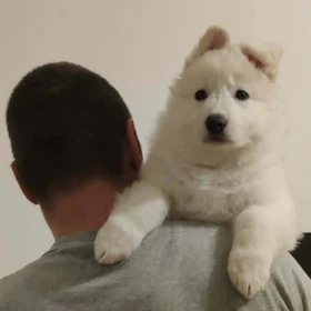 Biały Owczarek Szwajcarski – Szczenięta