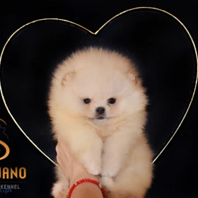 Pomeranian – Piękne szczenięta