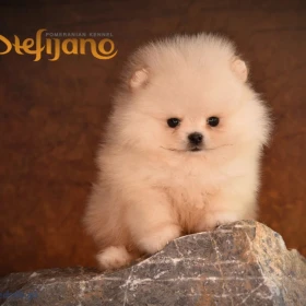 Pomeranian – Piękne szczenięta