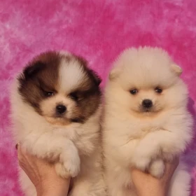Pomeranian – Piękne szczenięta