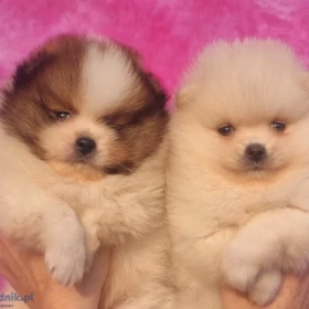 Pomeranian – Piękne szczenięta