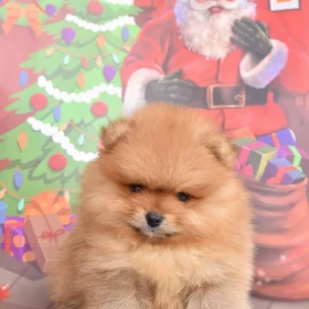 Pomeranian – Piękne szczenięta