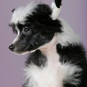 Chiński Grzywacz – szczenięta na sprzedaż