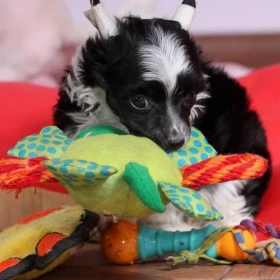 Chiński Grzywacz – szczenięta na sprzedaż