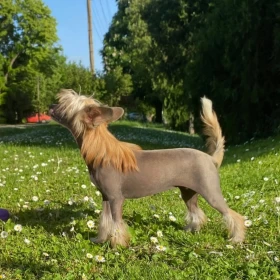 Chiński Grzywacz – szczenięta na sprzedaż