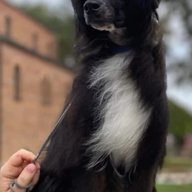 Chiński Grzywacz – szczenięta na sprzedaż