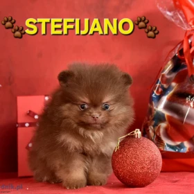 Pomeranian Boo – szczenięta CHOCOLATE & TAN | NOWOŚĆ