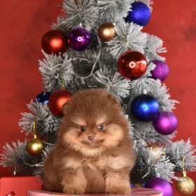 Pomeranian Boo – szczenięta CHOCOLATE & TAN | NOWOŚĆ