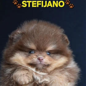 Pomeranian Boo – szczenięta CHOCOLATE & TAN | NOWOŚĆ