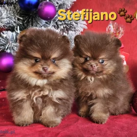 Pomeranian Boo – szczenięta CHOCOLATE & TAN | NOWOŚĆ