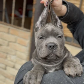 Cane Corso szczenięta