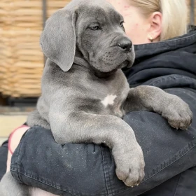Cane Corso szczenięta