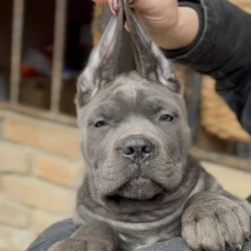 Cane Corso szczenięta