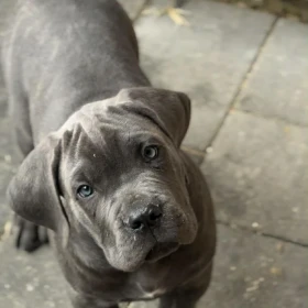 Cane Corso szczenięta