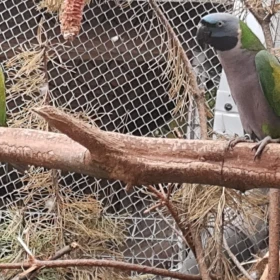 Papugi Aleksandretty Chińskie Cena za Parkę