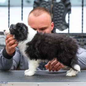 Border Collie – szczenięta