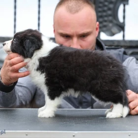 Border Collie – szczenięta