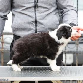 Border Collie – szczenięta