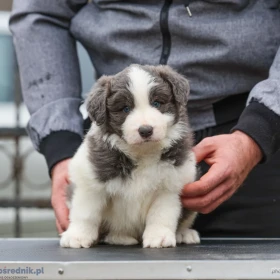 Border Collie – szczenięta