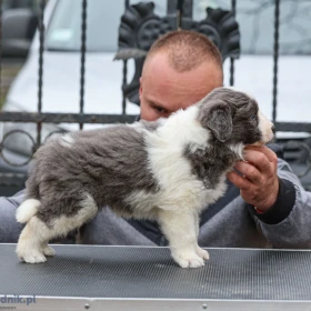 Border Collie – szczenięta