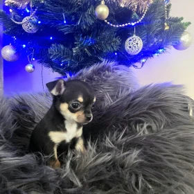 Chihuahua