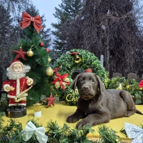 Czekoladowe szczenięta Labrador Retriever