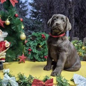 Czekoladowe szczenięta Labrador Retriever