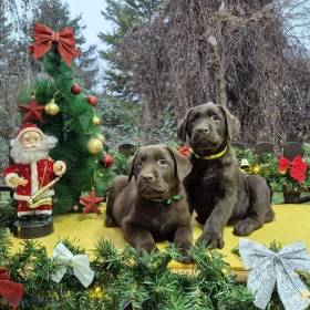 Czekoladowe szczenięta Labrador Retriever