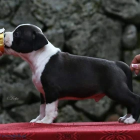 Amerykański staffordshire terrier – piękne szczenięta