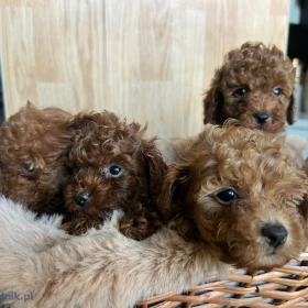 Toy Pudel – piękne szczenięta