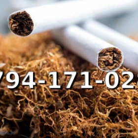 Super Jakości Tani TYTOŃ na wagę 110 PLN / 1KG