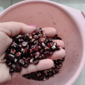 Kukurydza czarna dla gołębi, kur