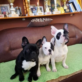 Buldog francuski – piękna suczka