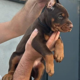 Doberman – Szczenięta na sprzedaż