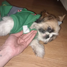 Shih tzu szczeniak suczka