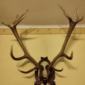 Poroże jelenia szlachetnego sprzedam