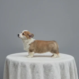 Welsh Corgi Pembroke – Piękne szczenięta