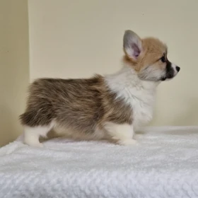 Welsh Corgi Pembroke – Piękne szczenięta