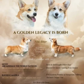 Welsh Corgi Pembroke – Piękne szczenięta